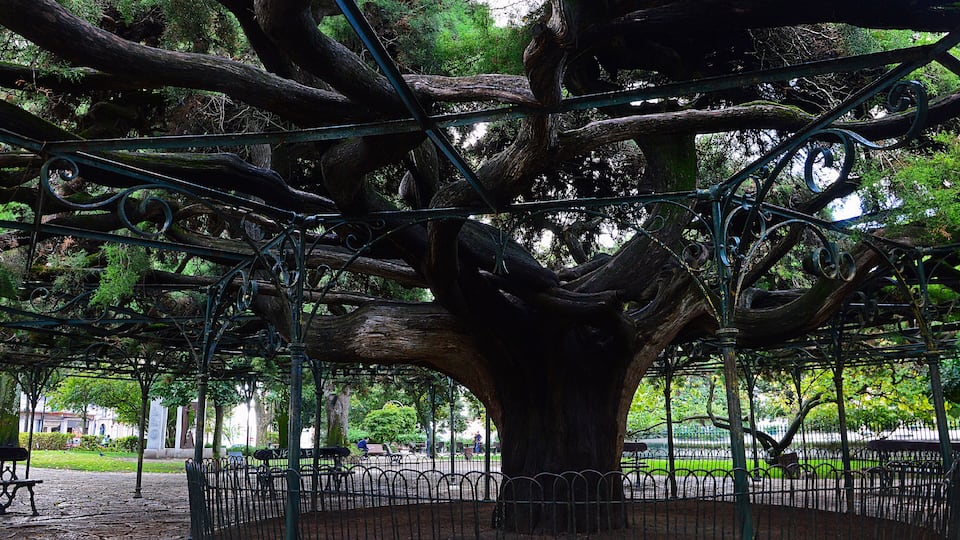 Large cypress tree in the Garden of Principe Real in Lisbon, Por