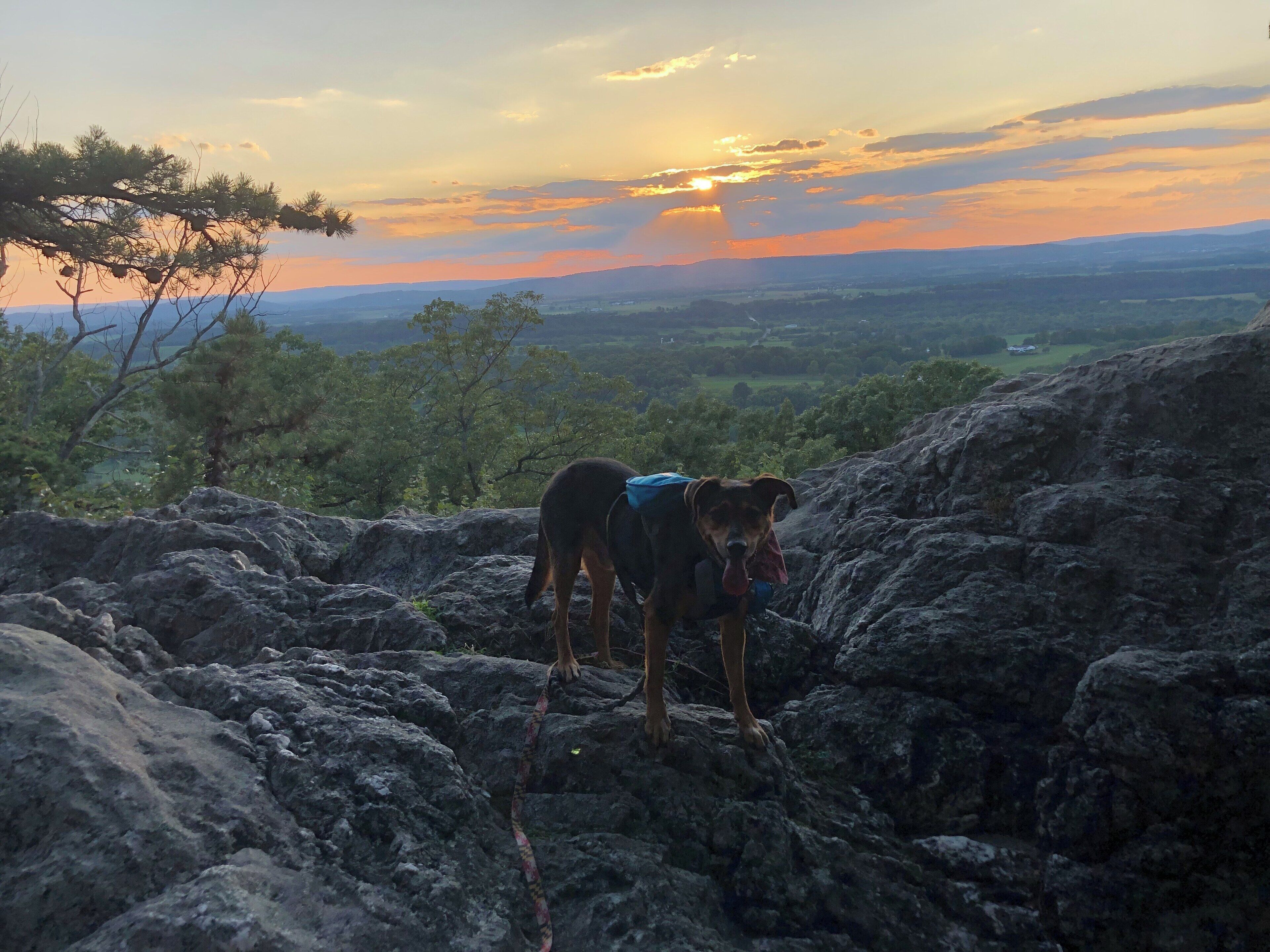 A dog on rocky terrain with a sunset in the background.