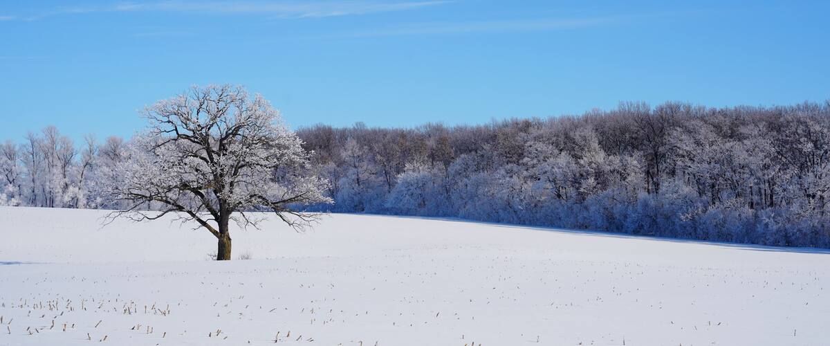 A snow-covered landscape with a single leafless tree in the foreground and a forest in the background.