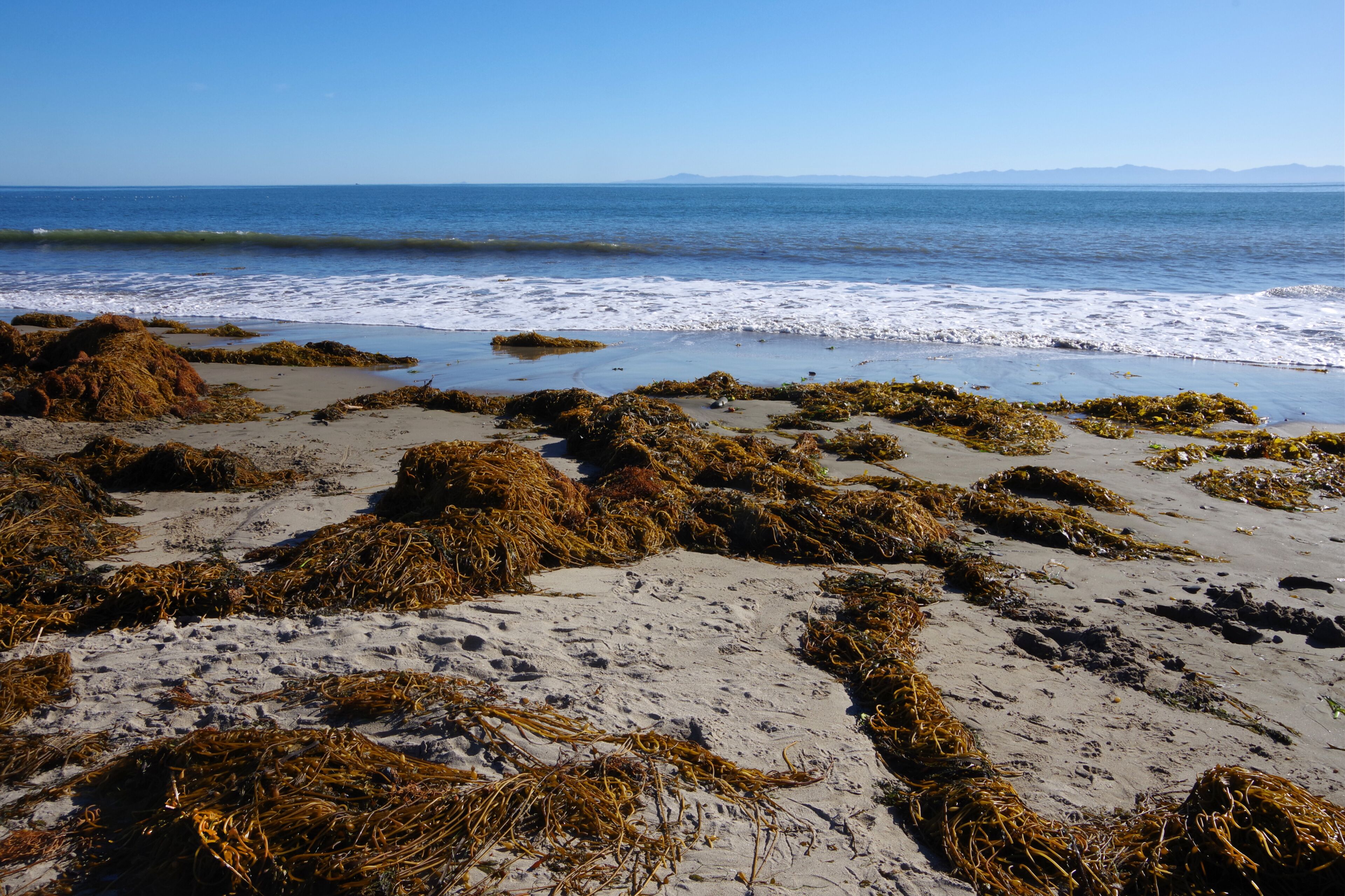 Kelp and seaweed on an ocean beach after a storm and high tide