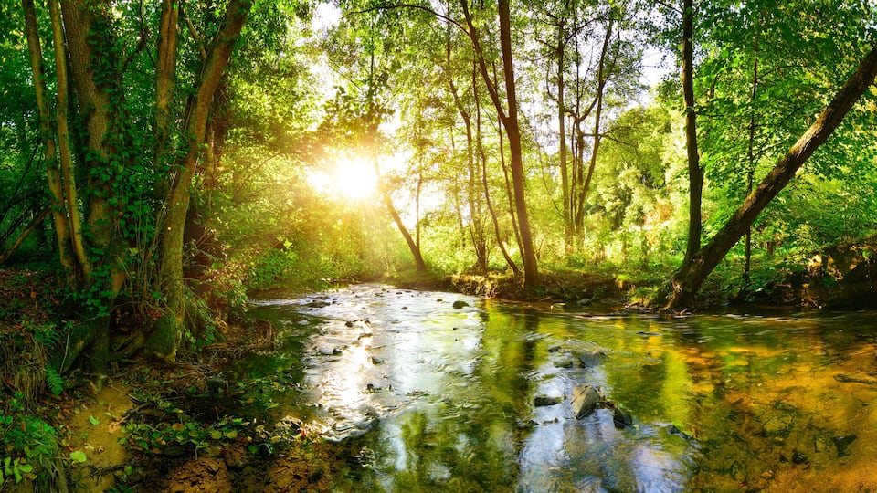 A forest stream with sunlight filtering through the trees.