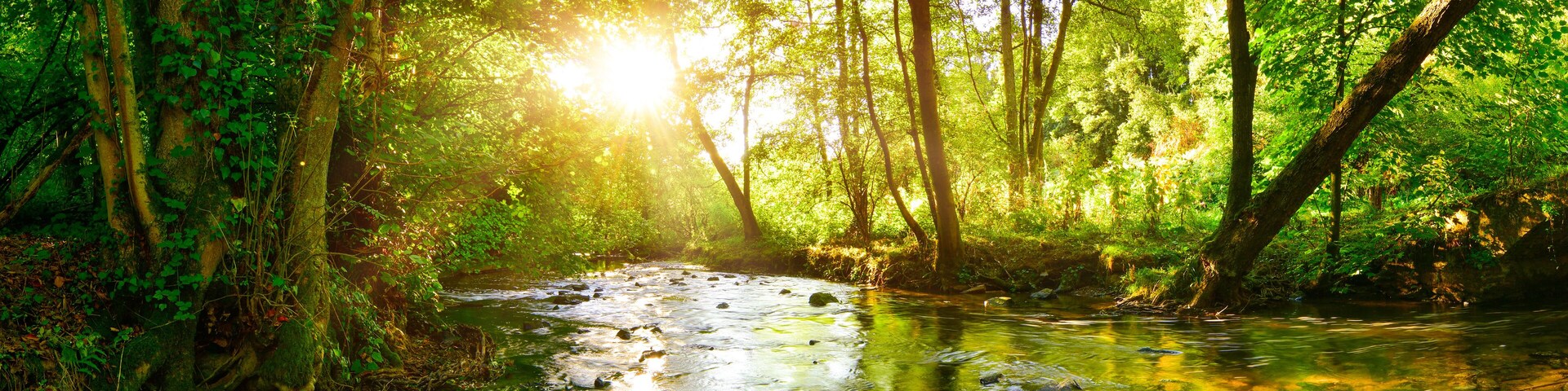 Stream through the forest in the bright light of the sun