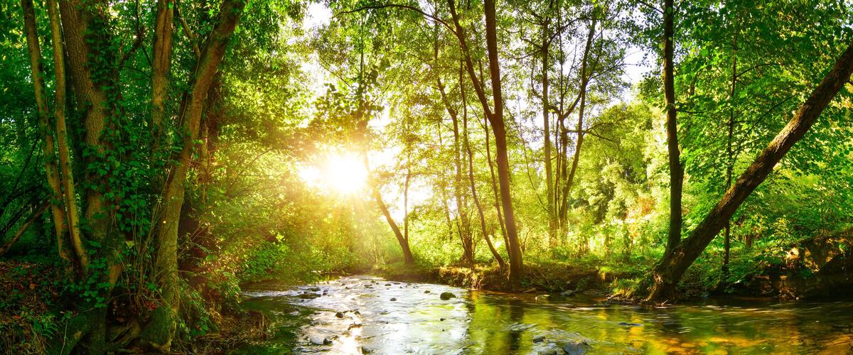 A forest stream with sunlight filtering through the trees.