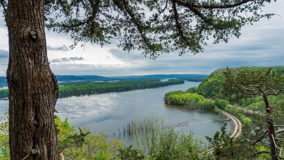 A river winding through a forested landscape with a prominent tree trunk in the foreground.