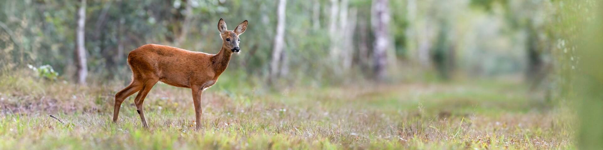Young roe deer doe in a forest alley. Capreolus capreolus, Sologne, Loiret 45, région Centre-Val-de-Loire, France, European Union, Europe