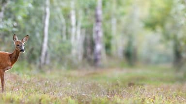 Young roe deer doe in a forest alley. Capreolus capreolus, Sologne, Loiret 45, région Centre-Val-de-Loire, France, European Union, Europe