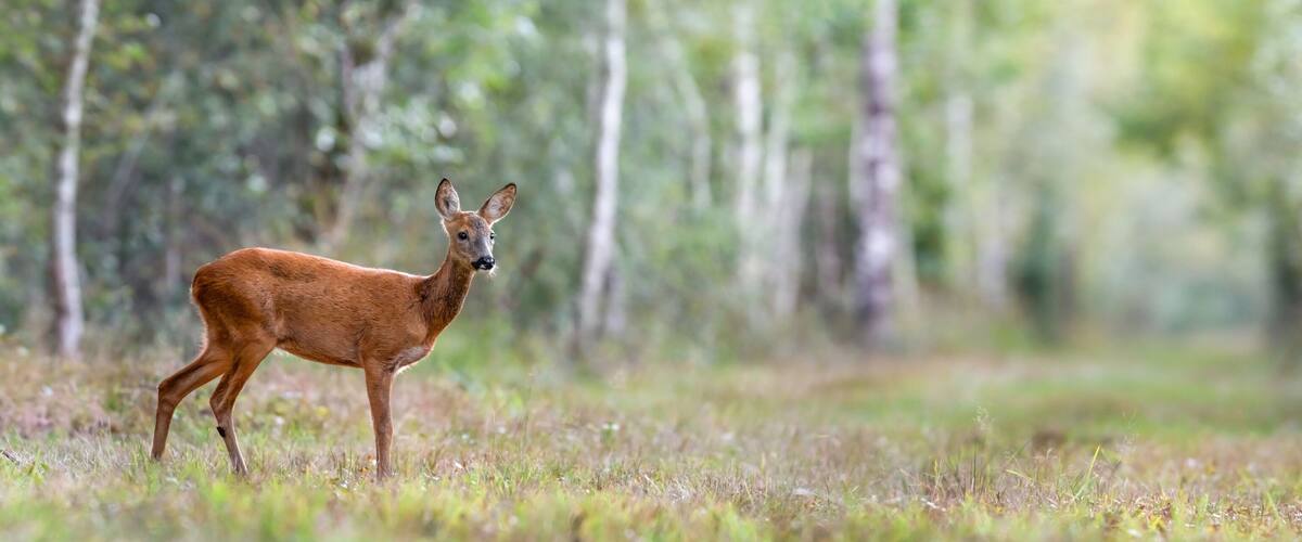 A deer in a forest.