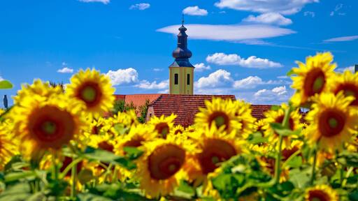 Medjimurje region landscape and sunflower field view