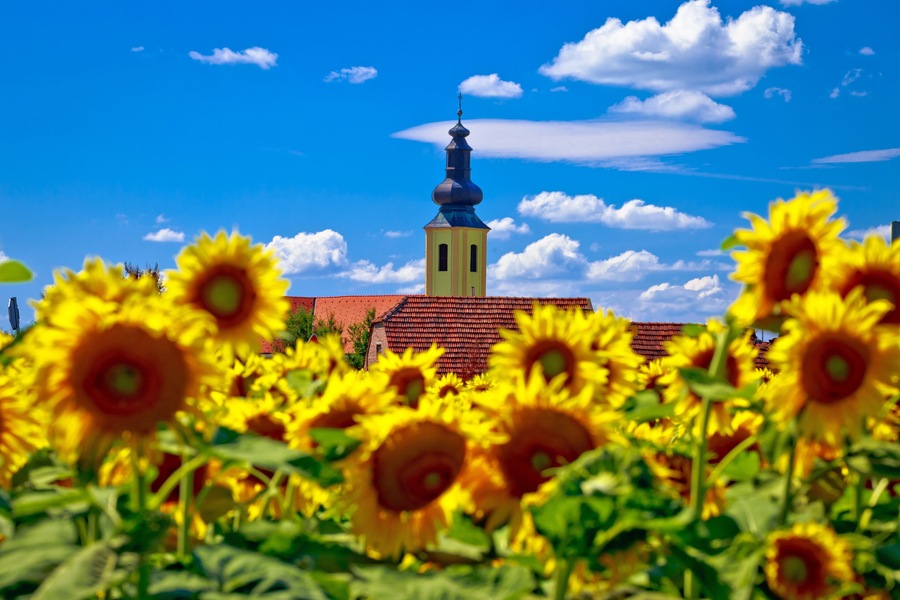 Medjimurje region landscape and sunflower field view