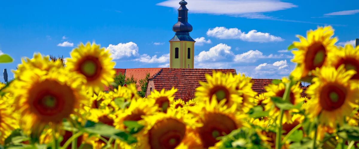 A church with a red roof and a bell tower, surrounded by sunflowers.
