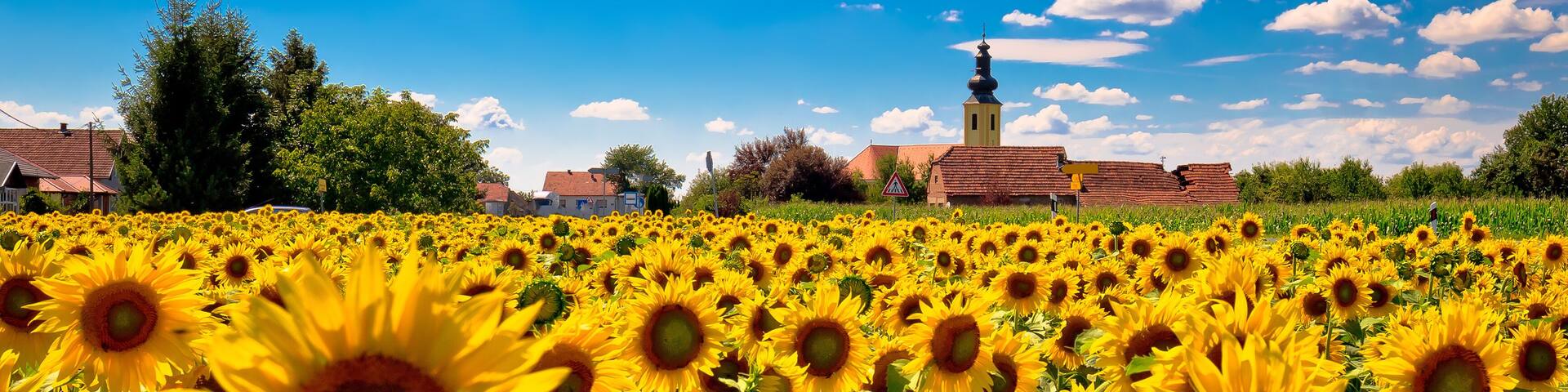 Medjimurje region landscape and sunflower field view