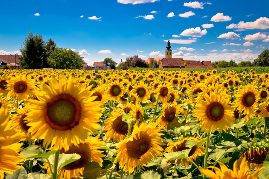 Medjimurje region landscape and sunflower field view