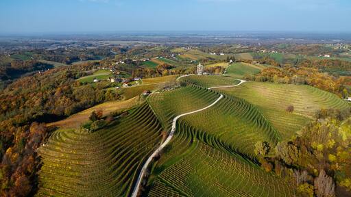 A winding road through terraced vineyards in a hilly landscape.