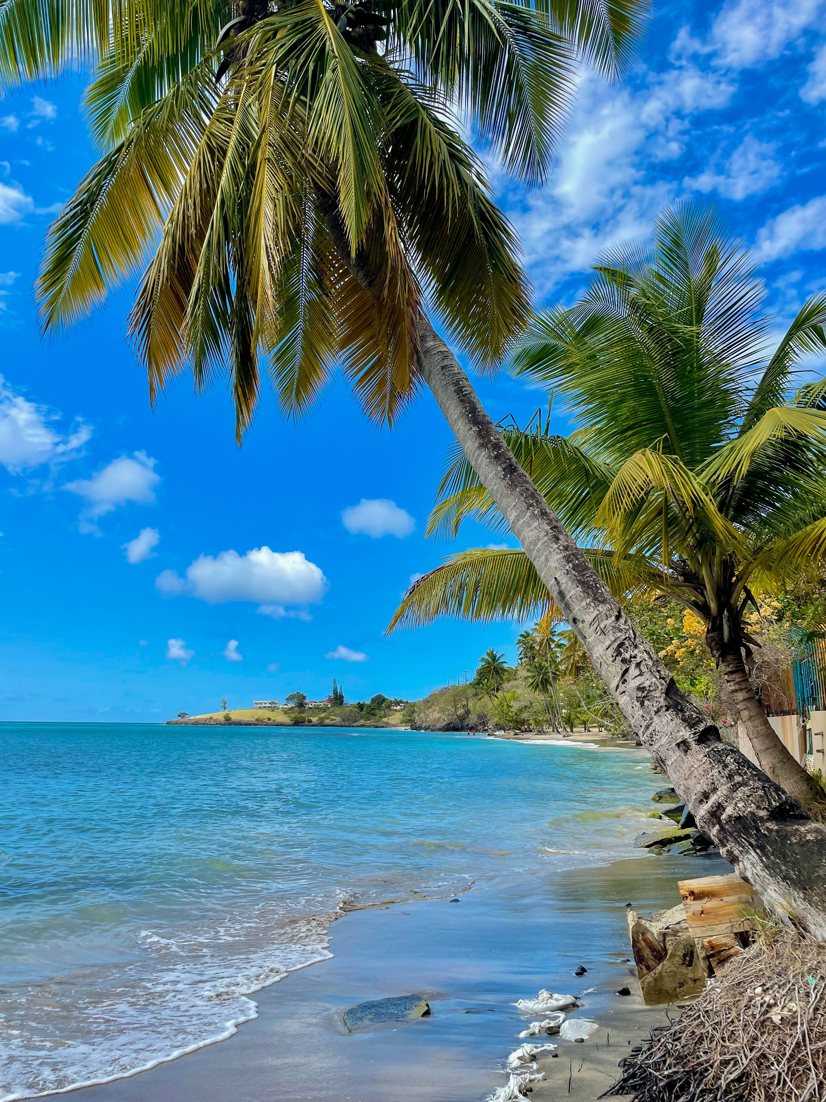 Une plage avec une eau d’un bleu limpide, des palmiers et une côte lointaine parsemée de bâtiments.
