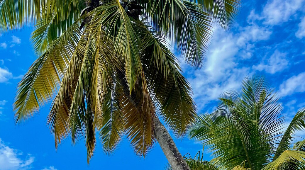 Une plage avec une eau d’un bleu limpide, des palmiers et une côte lointaine parsemée de bâtiments.