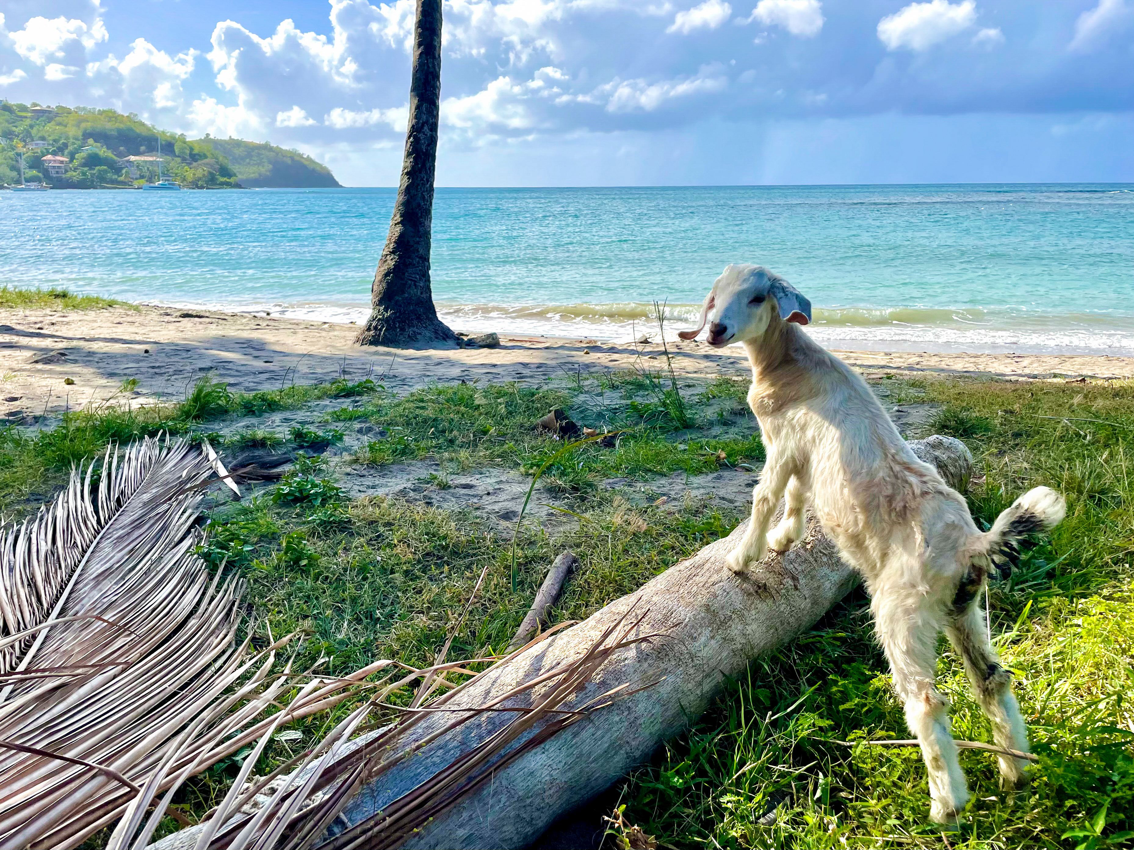 Une plage avec une chèvre debout sur une bûche, un palmier et une mer calme en arrière-plan.