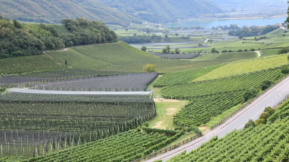 A vineyard with rows of grapevines, a road, and a lake in the background.