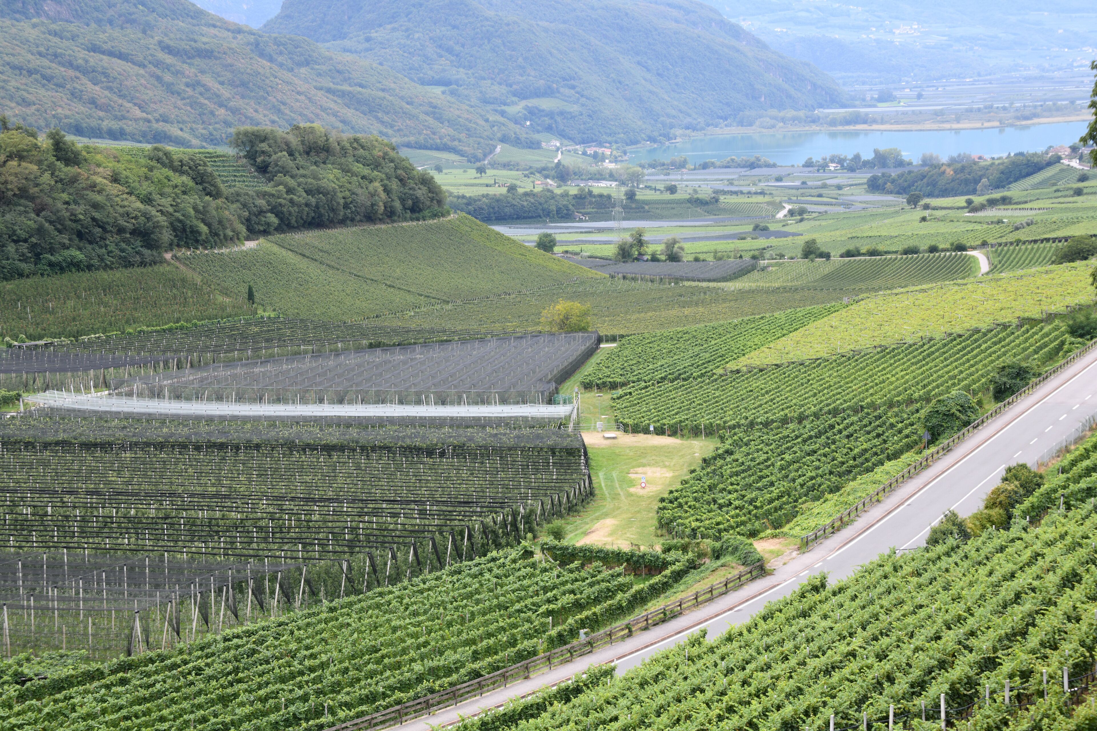 A vineyard with rows of grapevines, a road, and a lake in the background.
