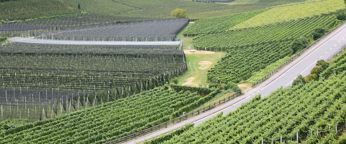 A vineyard with rows of grapevines, a road, and a lake in the background.
