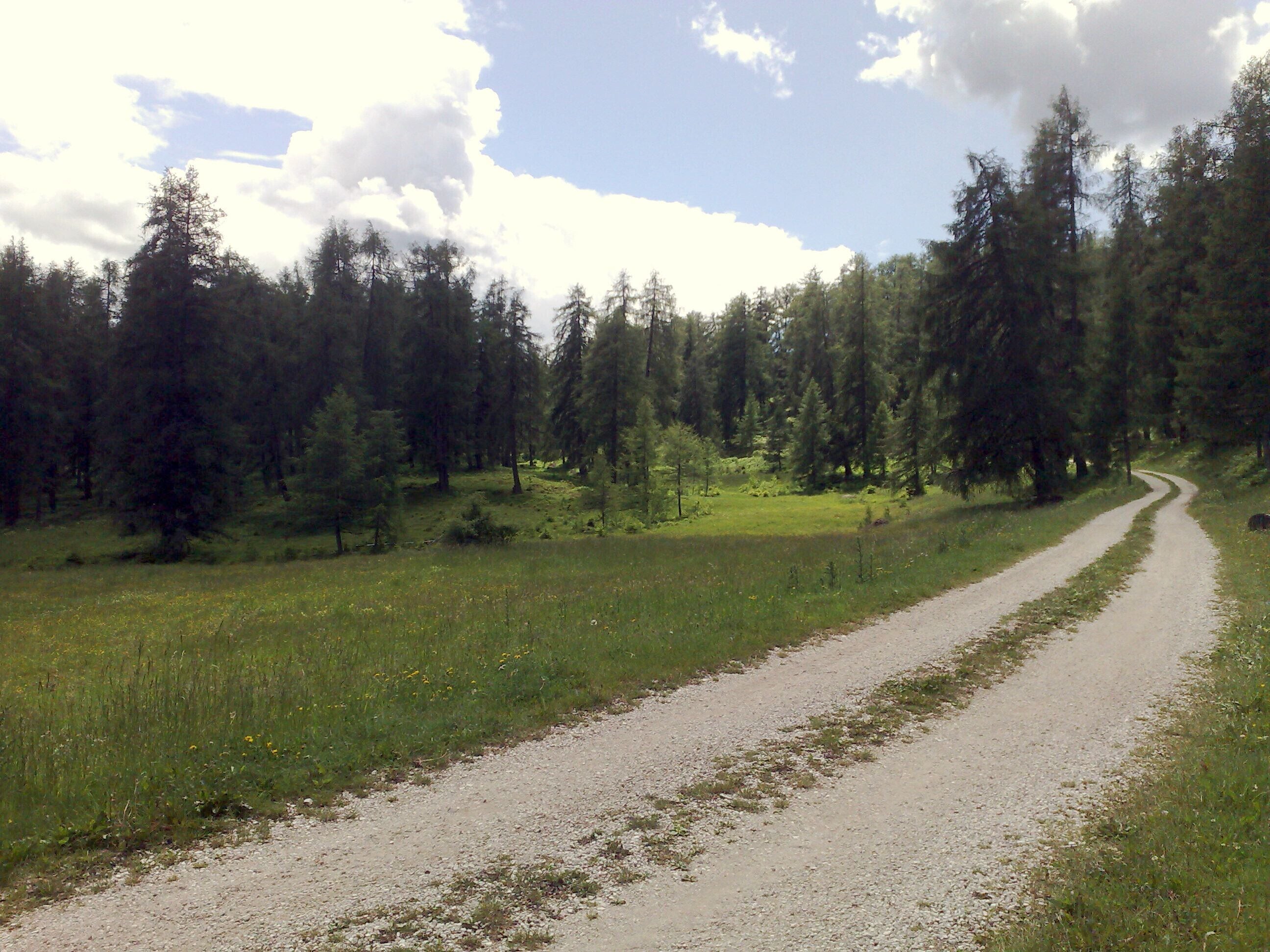 A gravel path winding through a forested area with tall trees and a grassy field.