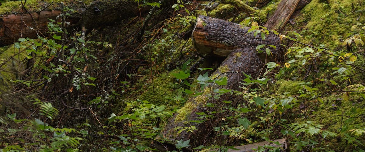 Dead trees covered in moss in the Swedish forest