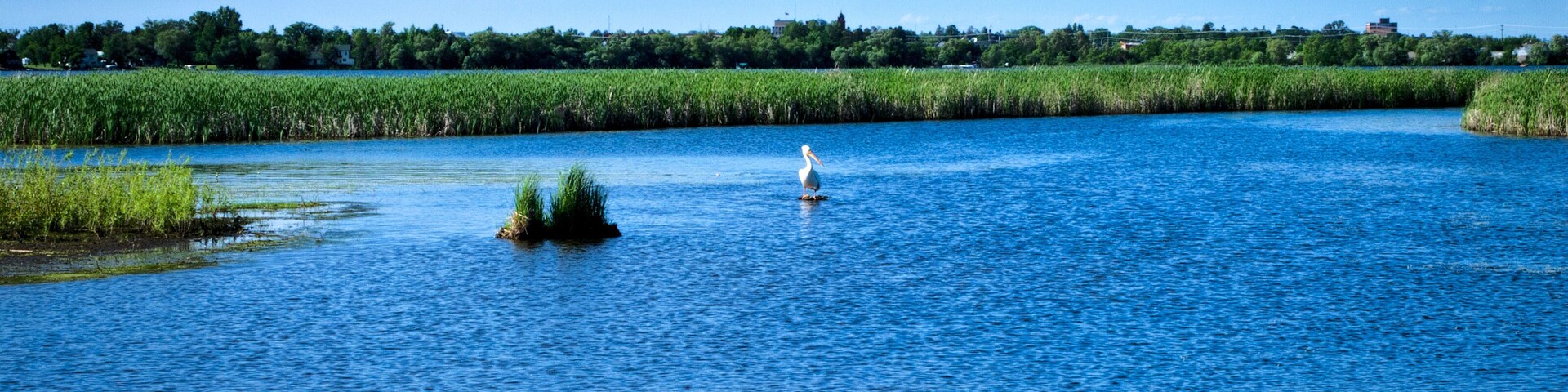 Un río con una pequeña isla y un ave posada sobre ella.
