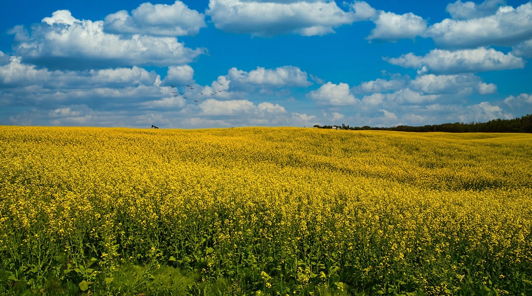 Lloydminster
