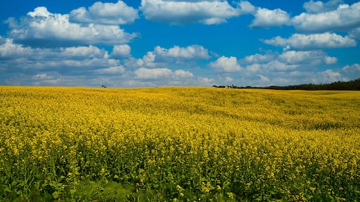 Yellow canola field and blue sky in Alberta, Canada.