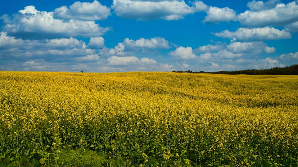 A field of yellow flowers under a blue sky with clouds.