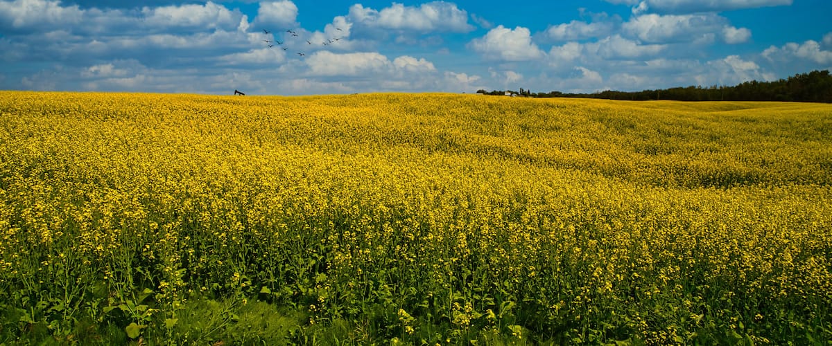 A field of yellow flowers under a blue sky with clouds.