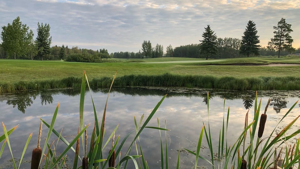 A calm pond surrounded by green grass and trees, reflecting the sky.
