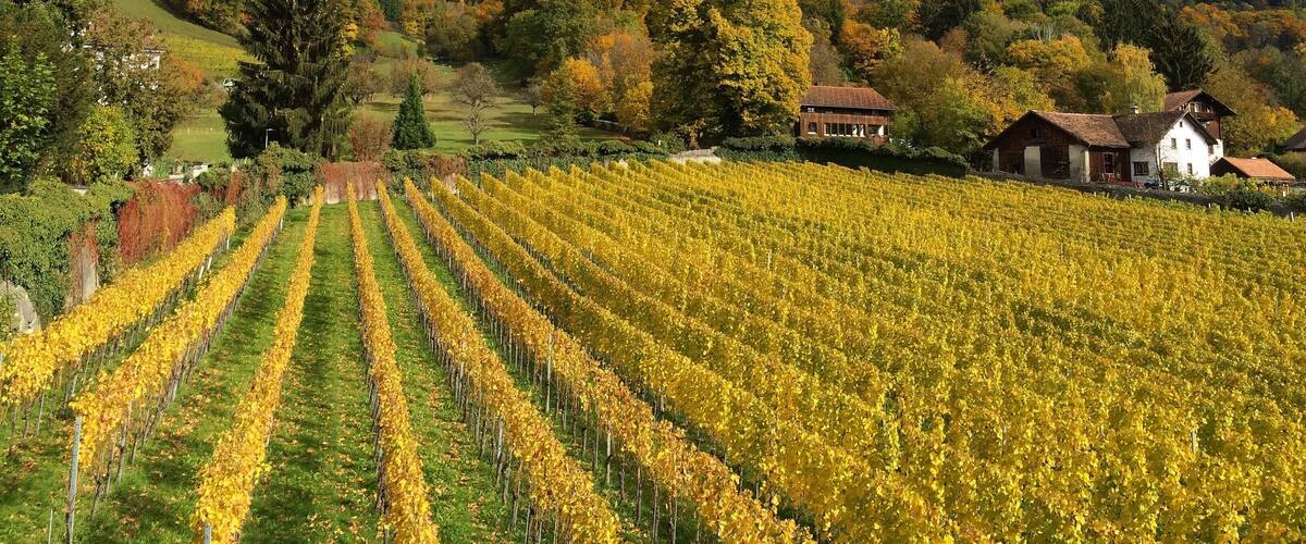 A vineyard with rows of grapevines in front of a mountain range with autumn foliage.