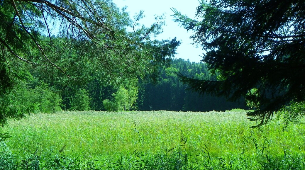 Biotopo Lagabrun (TN) m 1065 - Il trionfo di Phragmites australis...