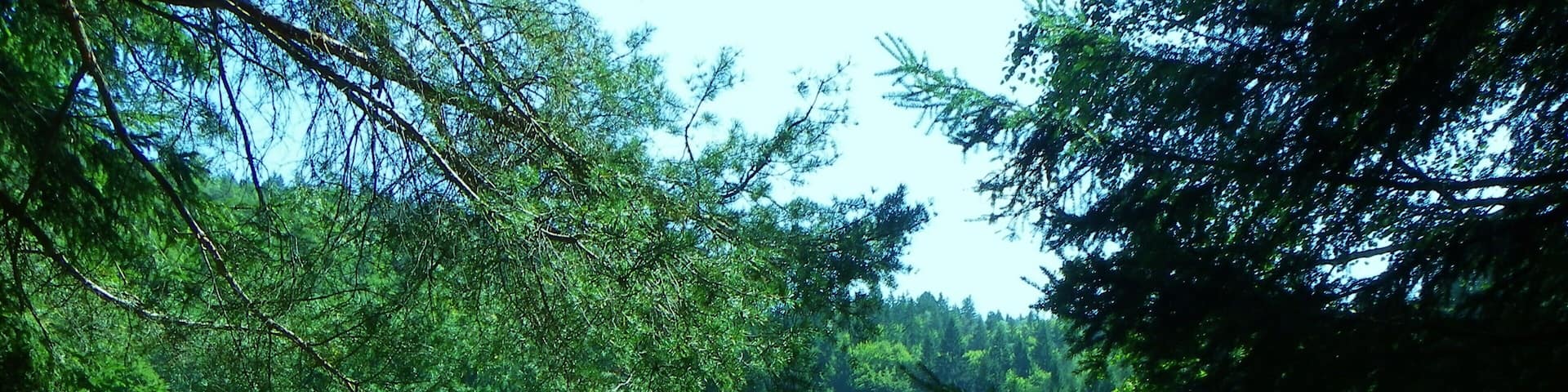 Biotopo Lagabrun (TN) m 1065 - Il trionfo di Phragmites australis...