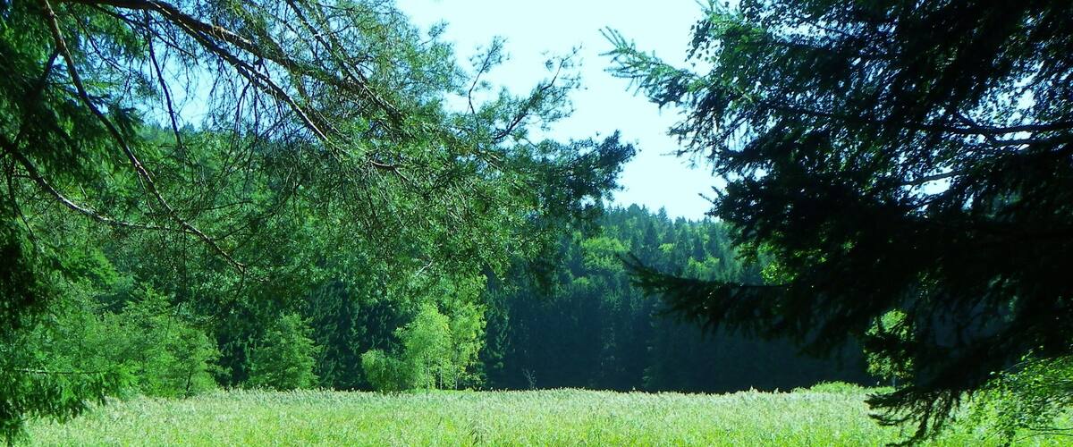 A lush green field with dense trees in the background.