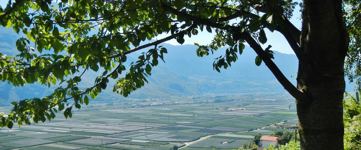 A vineyard with rows of grapevines, a road, and distant mountains.