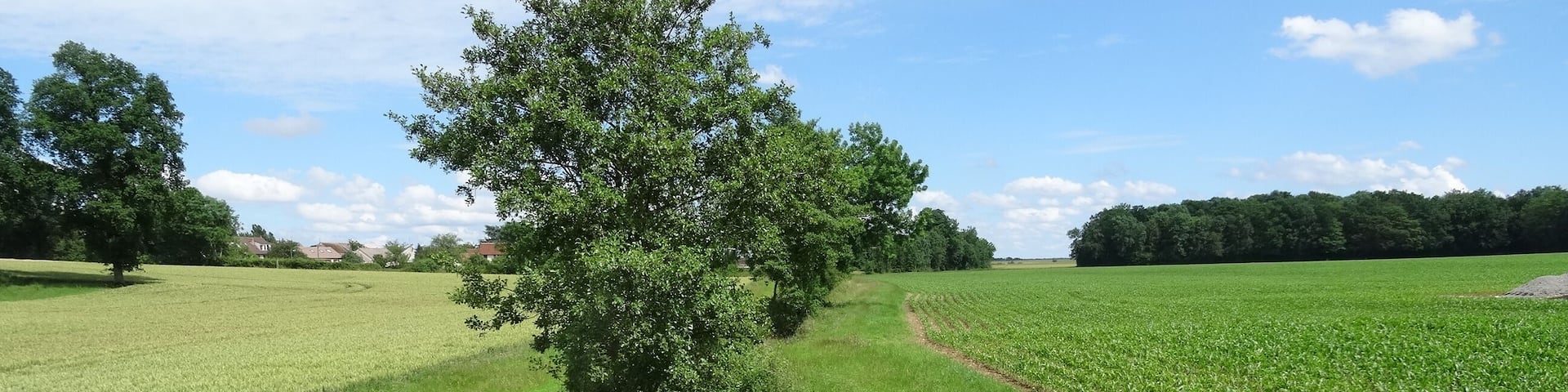 Le Vannetin à Chartronges. (Seine-et-Marne, région Île-de-France).