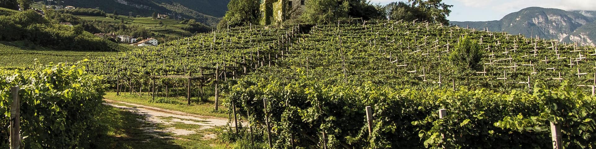 A vineyard with rows of grapevines, a building on a hill, and mountains in the background.