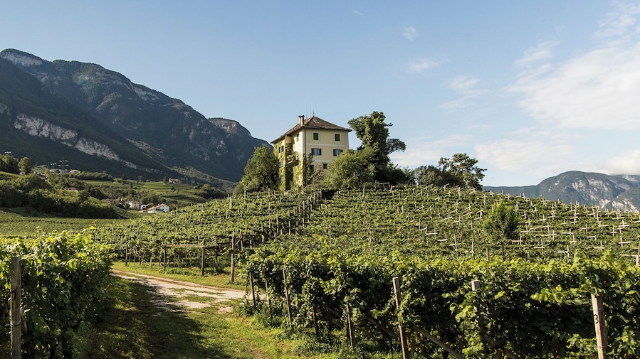 Viñedo con hileras de parras, un edificio en una colina y montañas al fondo.