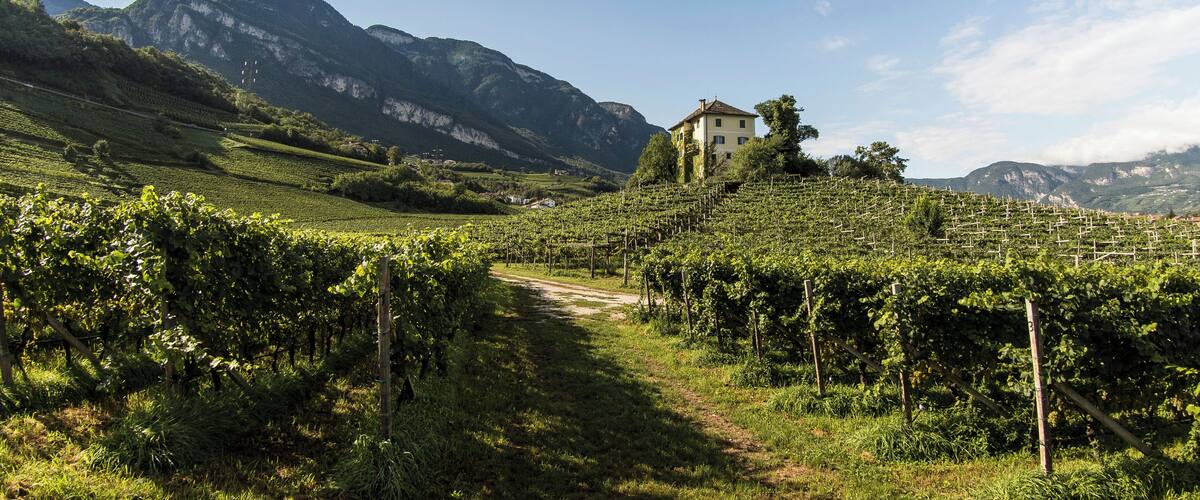 A vineyard with rows of grapevines, a dirt path, and a house on a hillside with mountains in the background.
