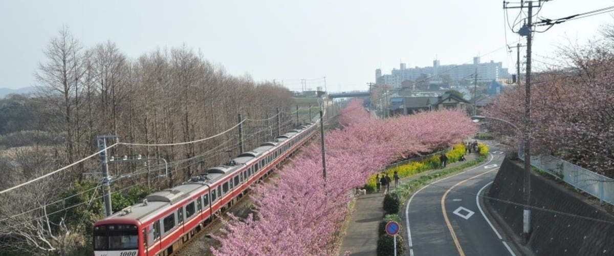 The best place to see early cherries!