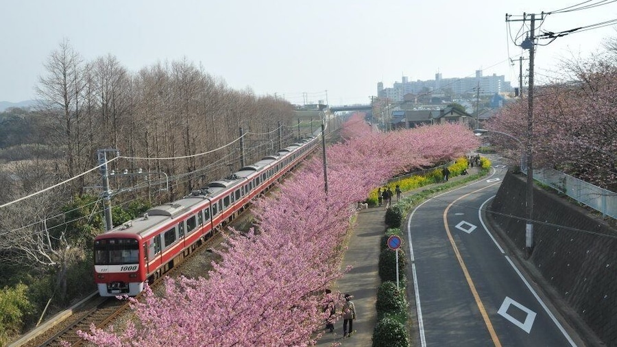 The best place to see early cherries!
