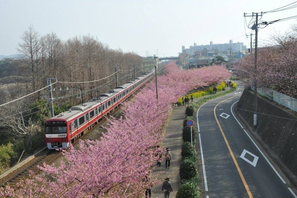 A train on tracks, cherry blossoms, and a curved road with a pedestrian path.