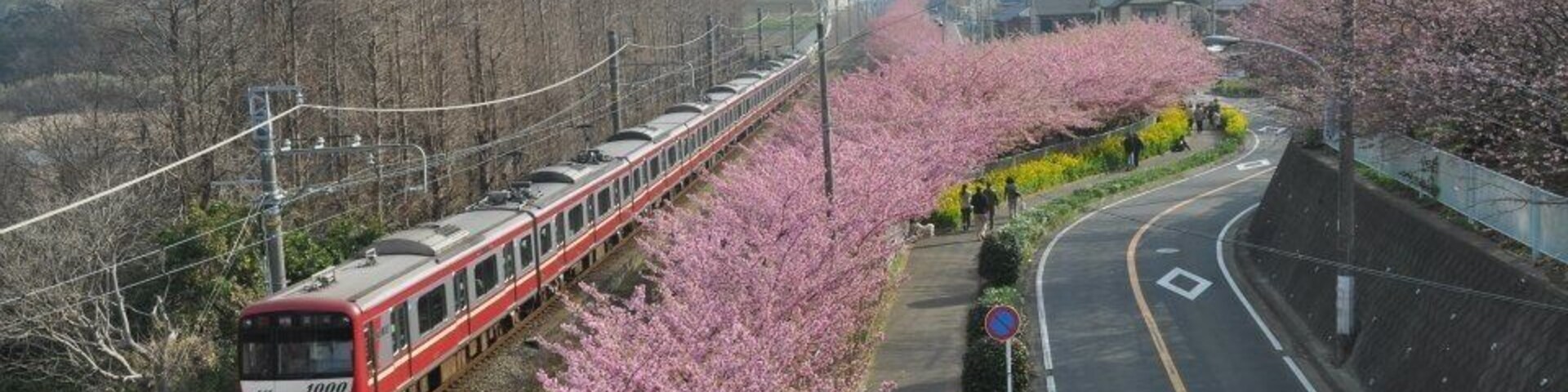 The best place to see early cherries!