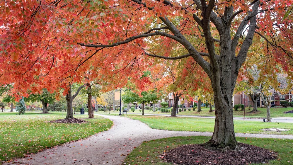 Red Autumn Maple Tree along Urban Park Walking Path