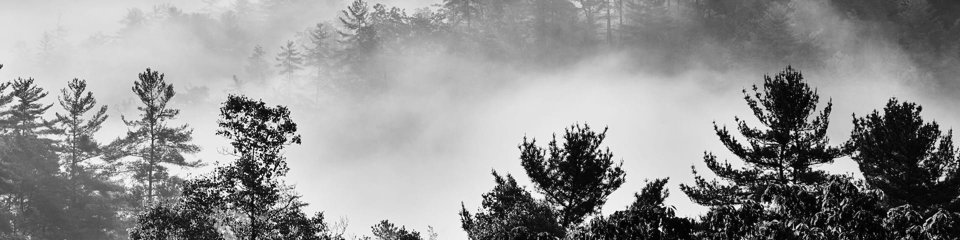 Foggy Sunrise at Red River Gorge, KY