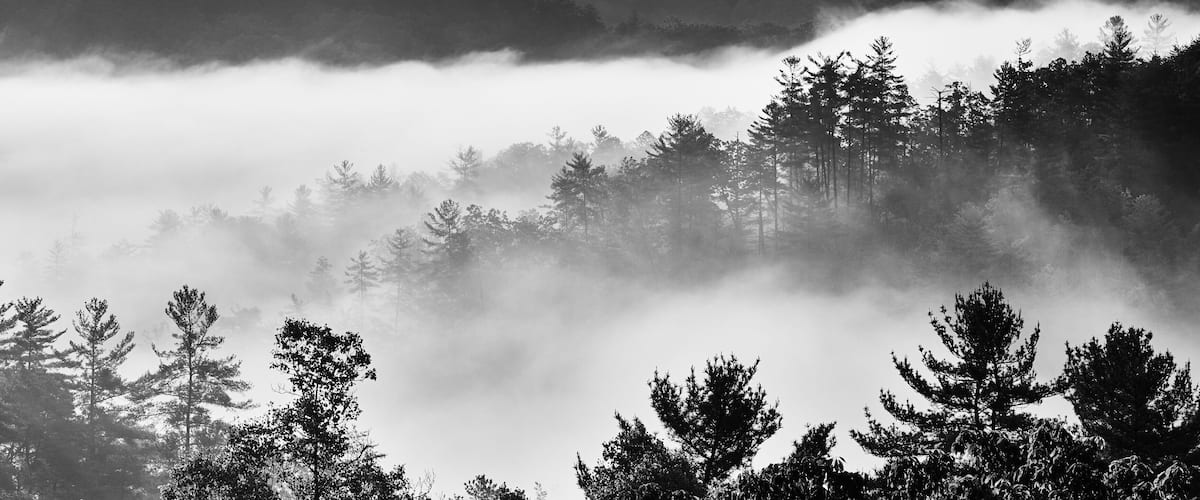 A forest with tall trees and a layer of fog or mist at the base.