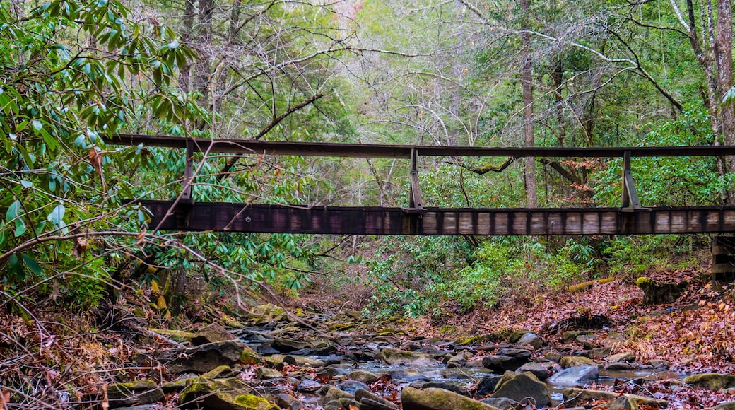Here we have a wooden bridge stretching over a small babbling brook. Located in the back country of Kentucky on a trail known as Dog Slaughter.