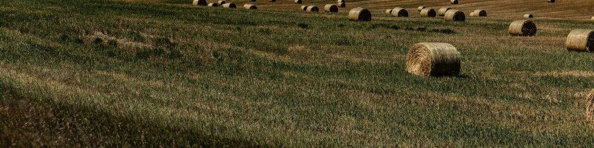 Harvesting large round bales of hay in a field under a clear blue sky. View near West Stark, North Dakota