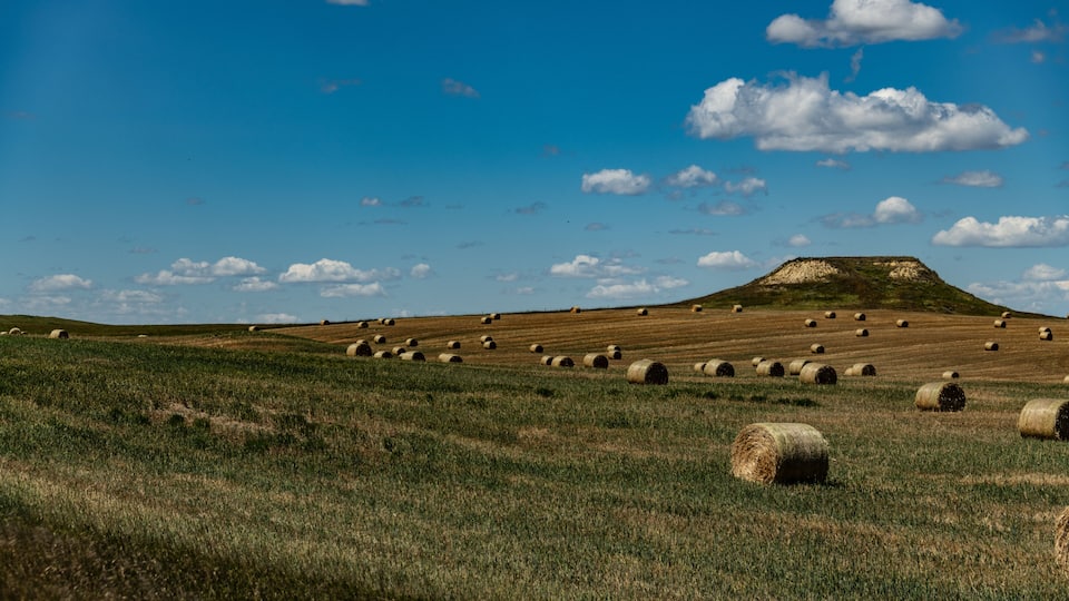A field of hay bales on a grassy hill with a clear blue sky and scattered clouds.